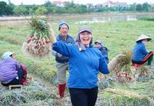 Hội Nông dân các cấp thành phố Hải Phòng tổ chức nhiều hoạt động thiết thực chào mừng thành công Đại hội đại biểu toàn quốc lần thứ XIV của Đảng